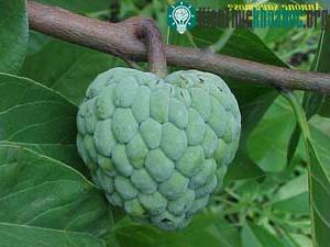 Quả na - Annona squamosa