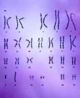 Hoàn tất bản đồ bộ gene người ảnh 0