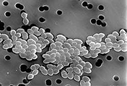 Vancomycin Resistant Enterococci - VRE