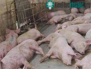 Trong số lợn này có con mắc bệnh lở mồm long móng.