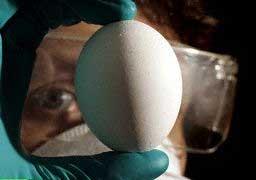 Thử nghiệm vắc-xin H5N1 tại Australia ảnh 0