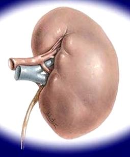 Nhật Bản: Nghiên cứu thận nhân tạo sinh học ảnh 0