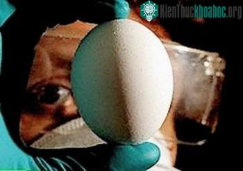 Viện vắc-xin Nha Trang sản xuất vắc-xin H5N1 ảnh 0