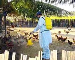 Tiếp tục đề phòng cúm gia cầm ảnh 0
