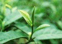 Búp lá mùa xuân - vị thuốc dân dã ảnh 0