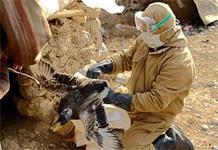 Cúm gà xuất hiện ở Iraq ảnh 0