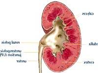 Rượu hủy hoại tất cả các phủ tạng ảnh 0