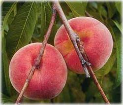 Vị thuốc từ quả đào ảnh 0