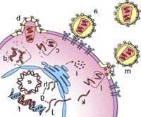 Phát hiện cơ chế HIV xâm nhập tế bào ảnh 0