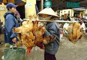 Thêm 7 tỉnh khống chế xong dịch cúm gia cầm ảnh 0