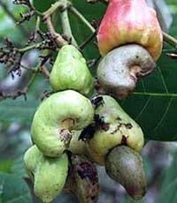 Công dụng làm thuốc của quả điều ảnh 0