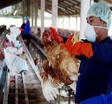 205 xã, phường có dịch cúm gia cầm ảnh 0