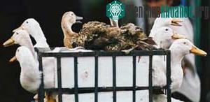Dịch cúm gia cầm xuất hiện tại Quảng Trị ảnh 0
