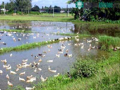 Tìm thấy virus H5N1 trên gia cầm chết ở Quảng Ngãi ảnh 0