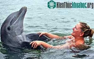 Cá heo trị suy nhược thần kinh ảnh 0