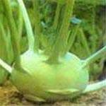 Su hào làm thuốc ảnh 0