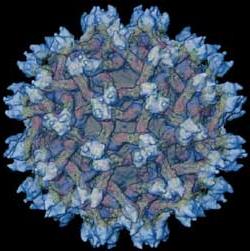 Mô hình Virus Dengue