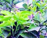 Lá bưởi dùng để xông giải cảm
