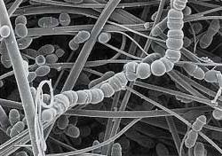 Khuẩn cầu chuỗi Mutans