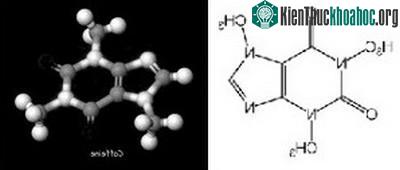 Thuốc caffeine cho quân đội ảnh 1