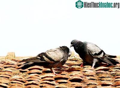 Tính đến tiêu hủy toàn bộ đàn gia cầm ảnh 1