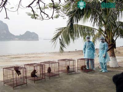 Chưa thể thử nghiệm vaccine H5N1 trên người vì... thủ tục? ảnh 1