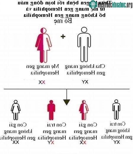 Sơ đồ di truyền bệnh rối loạn đông máu