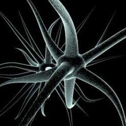 Neuron