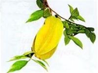 Ô mai cũng là thuốc ảnh 2