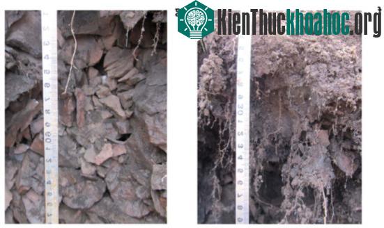 Mảnh đất băng vĩnh cửu này được các nhà khoa học biết tới vào mùa hè năm 2011.