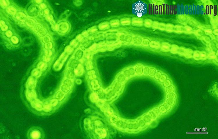 Tảo cyanobacteria - nguồn tạo ra oxy cho Trái Đất thuở xưa.