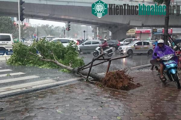 Phố Kim Mã, Hà Nội, một số cây mới trồng dù được chống đỡ vẫn bật đổ. (Ảnh: Thanh Tùng).