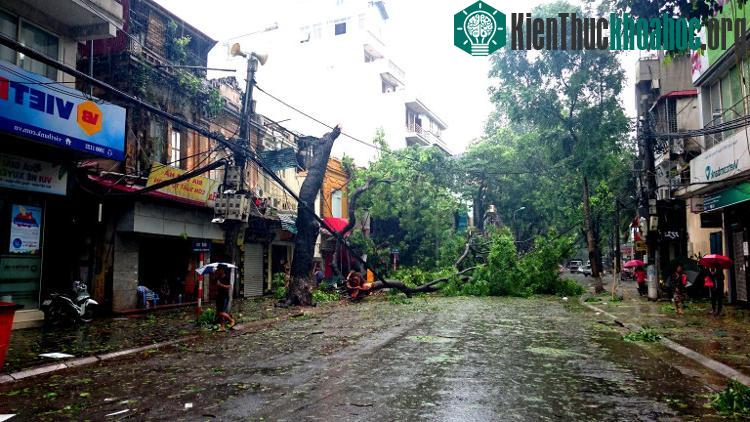 Cây đổ la liệt do ảnh hưởng của bão.