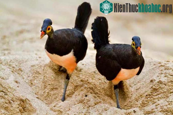 Chim Maleo