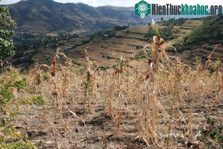 Tình trạng khô hạn do tác động của ENOS. (Nguồn: WFP).