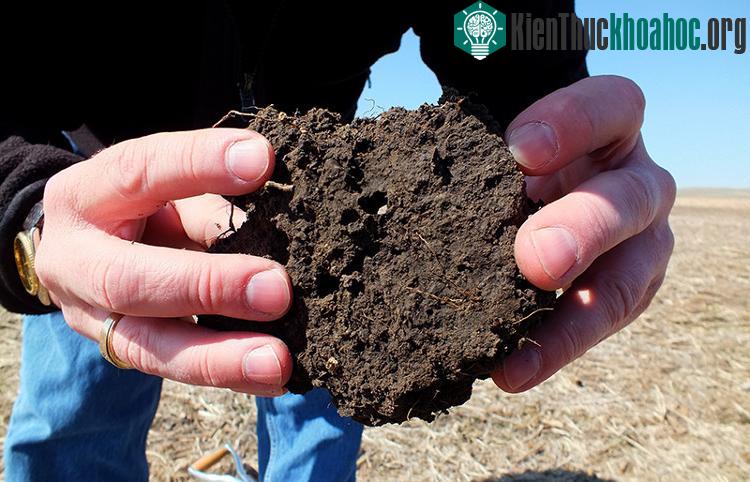 Đất có khả năng cô lập carbon, làm giảm phát thải khí nhà kính. (Ảnh: Organicconsumers).