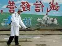 Ý tịch thu gà Trung Quốc và Thái Lan nhập khẩu dưới nhãn mác giả ảnh 0