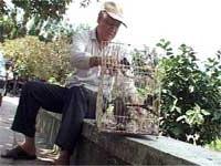 Hà Nội: Từ biệt chim cảnh, gia cầm trước giờ G ảnh 0