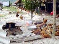 Bà Rịa - Vũng Tàu: Gà bắt đầu chết hàng loạt! ảnh 0