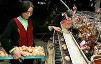 Trung Quốc điều tra trường hợp người nghi nhiễm cúm gia cầm ảnh 0