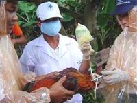 500 con vịt dương tính cúm gia cầm ảnh 0