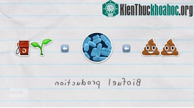 Xu hướng cả thế giới hiện nay là tìm và phổ biến các loại nhiên liệu sinh học.