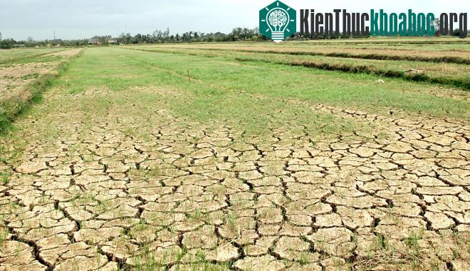 Dự báo, thiên tai gay gắt kéo dài, nguy cơ 500.000 ha lúa hè thu không thể xuống giống, tác động nghiêm trọng đến đời sống của một triệu hộ dân (tương đương 5 triệu người).