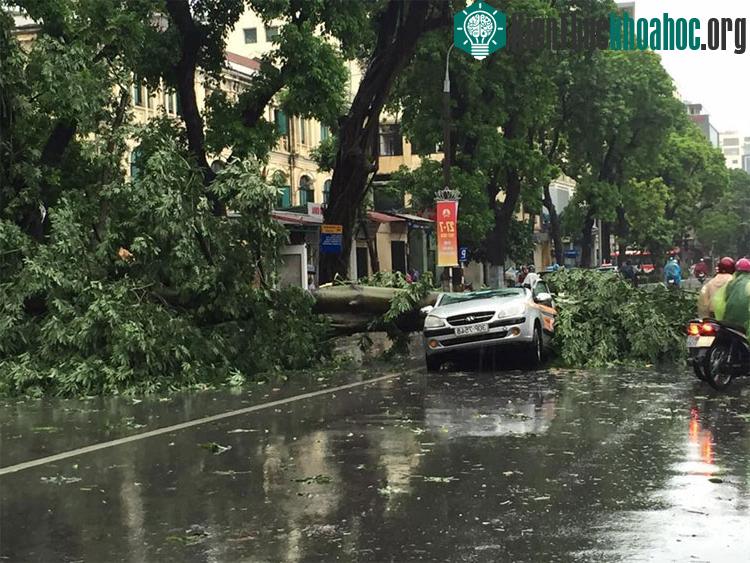 Một cây đổ đè nát ôtô trên phố Hai Bà Trưng.