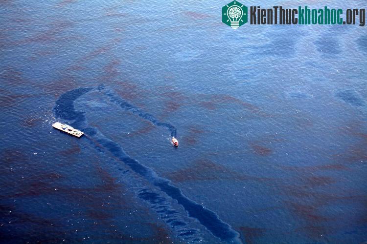 Tràn dầu, ngoài bàn tay của con người còn cần đến sự hỗ trợ của vi khuẩn - (Ảnh: BI).