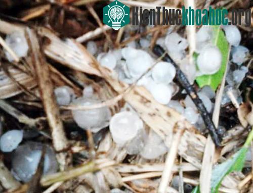 Mưa đá hạt to bằng viên bi xảy ra tại nhiều xã thuộc huyện Quảng Điền trong tối 22/4. (Ảnh: Mỹ Duyên).