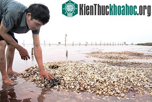 Thủy triều đỏ khiến ngao chết hàng loạt.