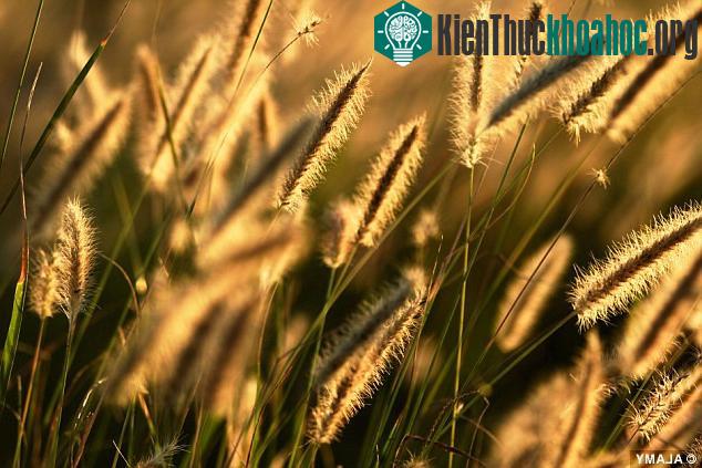 Theo quá trình "quang hợp nghịch", một số phản ứng chuyển đổi năng lượng mà hiện nay mất 24 giờ hoàn thành sẽ chỉ cần 5 - 10 phút nếu dùng Mặt trời. (Ảnh: Alamy).