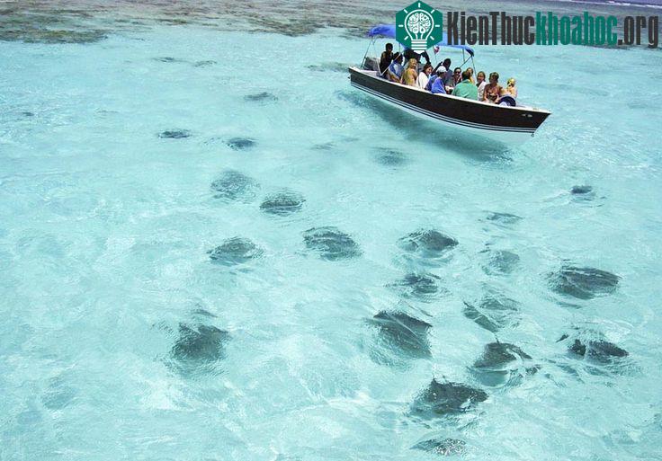 Những con cá mập và cá đuối tập trung lại khi phát hiện tàu chở khách du lịch.