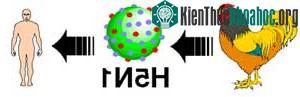 Một số hiểu biết về cúm gia cầm và thuốc Tamiflu (oseltamivir) ảnh 1